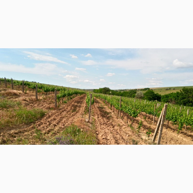 Фото 10. Продам виноматериал Каберне-Совиньон, Вино сухое марочное