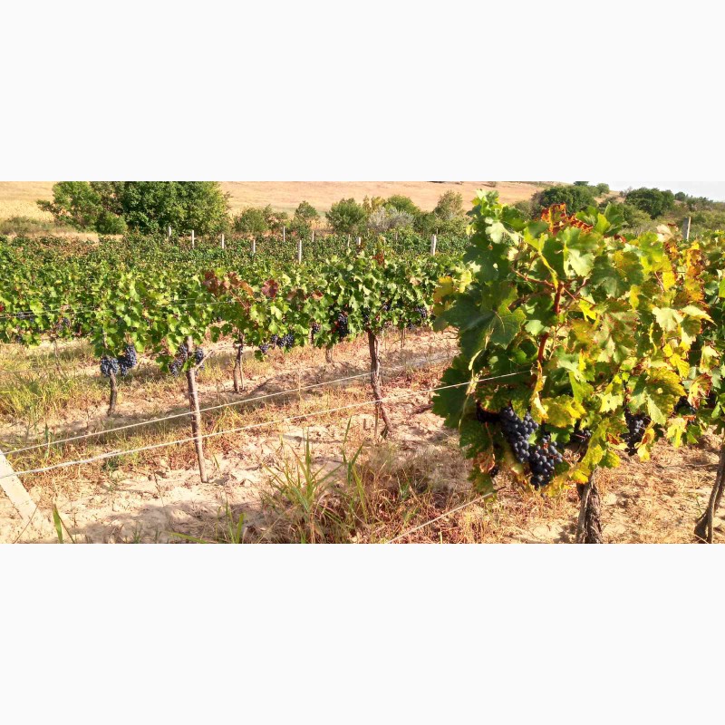 Фото 11. Продам виноматериал Каберне-Совиньон, Вино сухое марочное