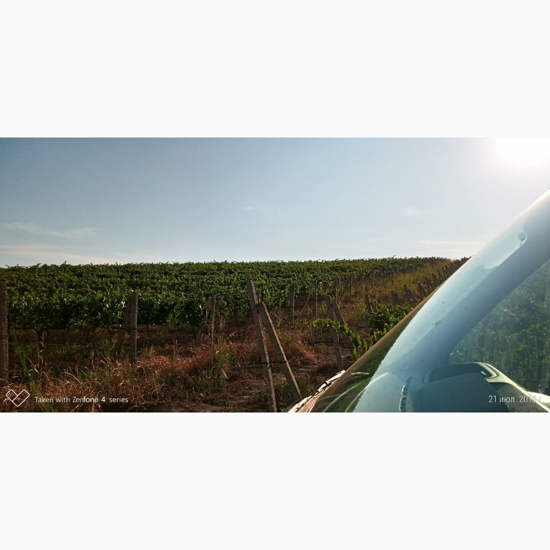 Фото 12. Продам виноматериал Каберне-Совиньон, Вино сухое марочное