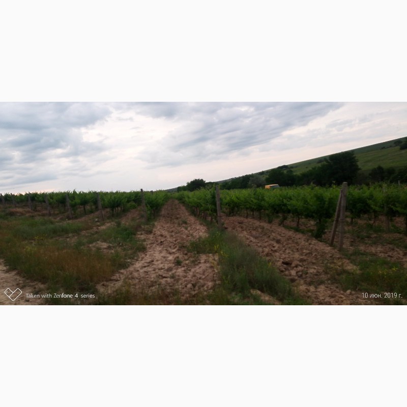 Фото 2. Продам виноматериал Каберне-Совиньон, Вино сухое марочное