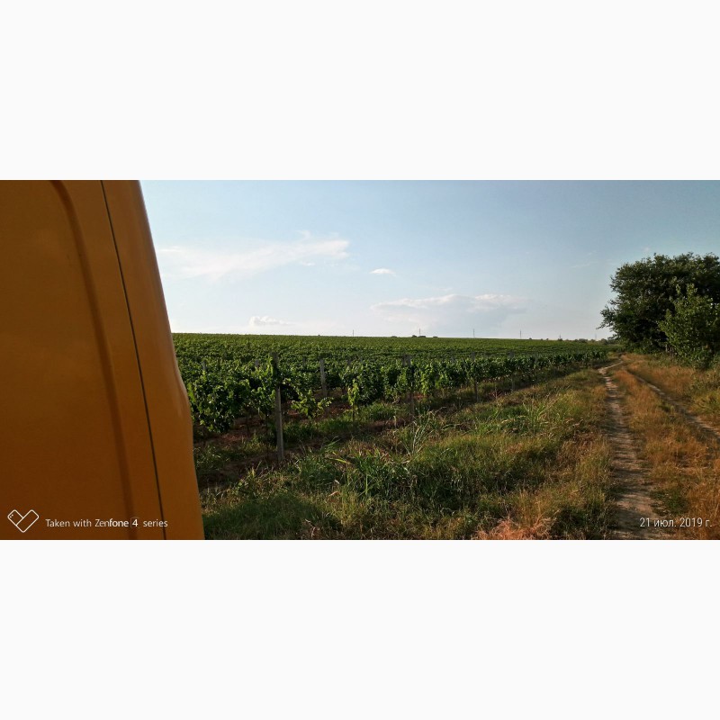 Фото 3. Продам виноматериал Каберне-Совиньон, Вино сухое марочное