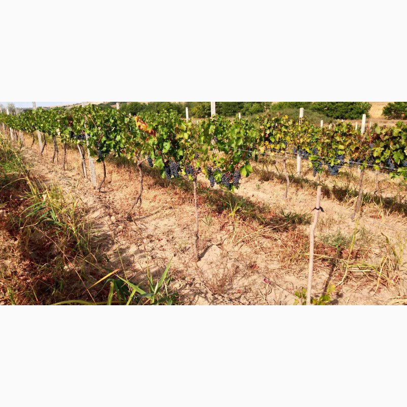 Фото 5. Продам виноматериал Каберне-Совиньон, Вино сухое марочное