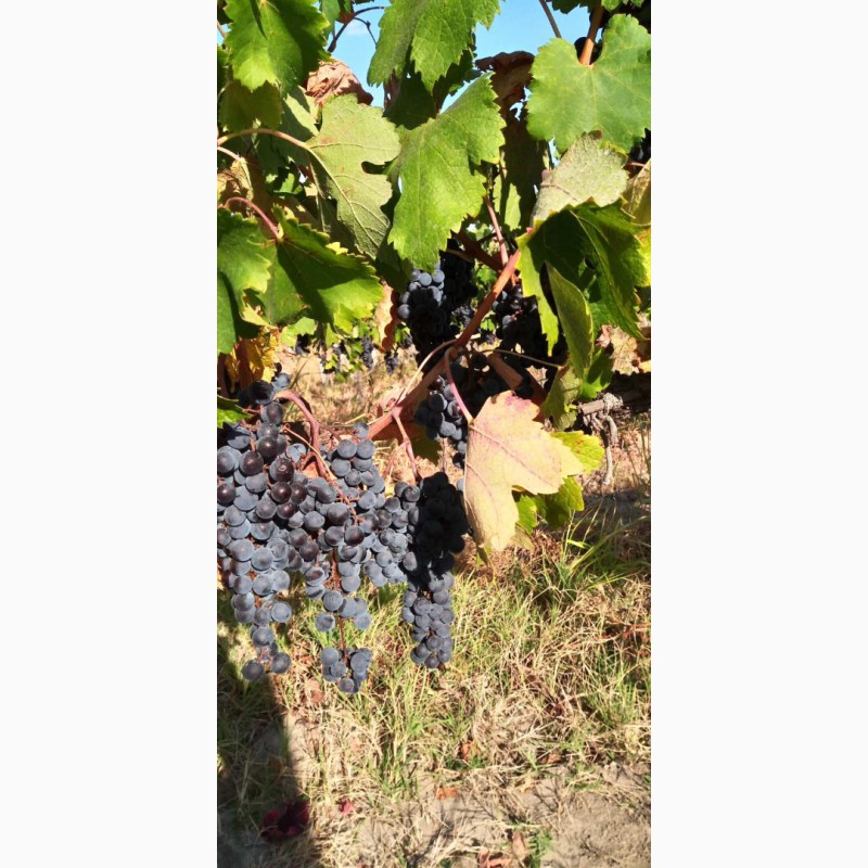 Фото 6. Продам виноматериал Каберне-Совиньон, Вино сухое марочное