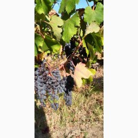 Продам виноматериал Каберне-Совиньон, Вино сухое марочное