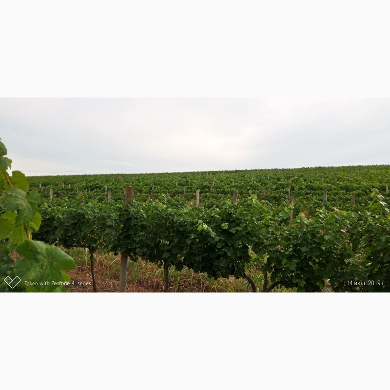 Фото 7. Продам виноматериал Каберне-Совиньон, Вино сухое марочное