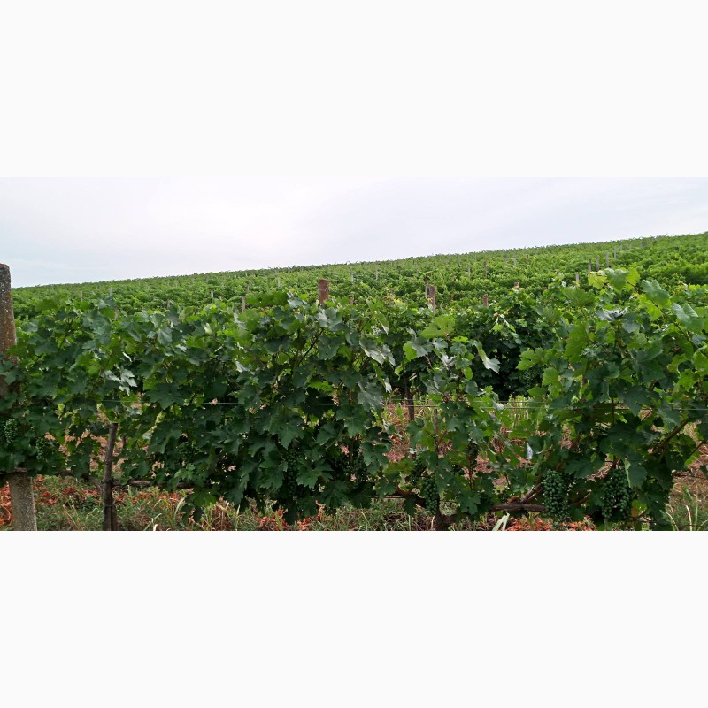 Фото 8. Продам виноматериал Каберне-Совиньон, Вино сухое марочное