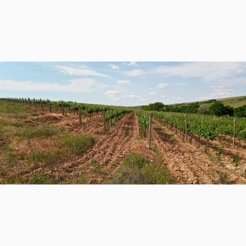 Фото 9. Продам виноматериал Каберне-Совиньон, Вино сухое марочное