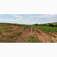 Продам виноматериал Каберне-Совиньон, Вино сухое марочное