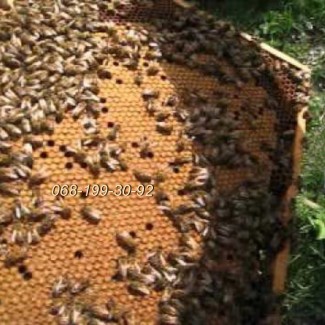 Бджоли. Пчёлы. Бджоломатки молоді, плідні, мічені Карпатка
