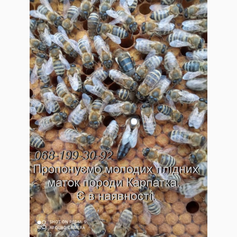Фото 2. Бджоли. Пчёлы. Бджоломатки молоді, плідні, мічені Карпатка