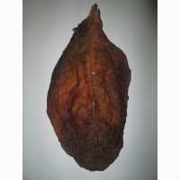 Продам листовой табак 200 грн