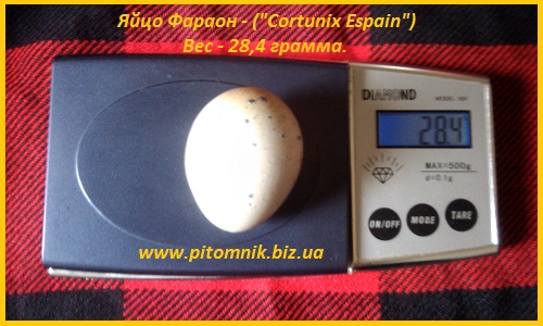 Фото 3. Яйцо инкубационные перепела Фараон (Espana)