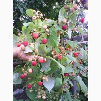 Продам свежую ягоду малину в Луганске