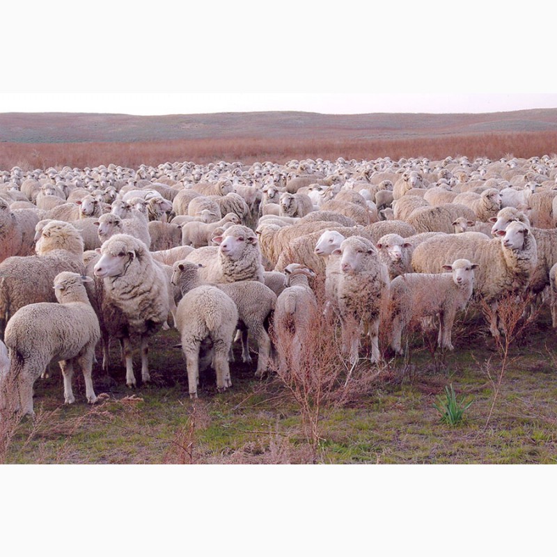 Фото 4. Овцы, на экспорт, Романовские, Меринос