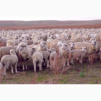 Овцы, на экспорт, Романовские, Меринос