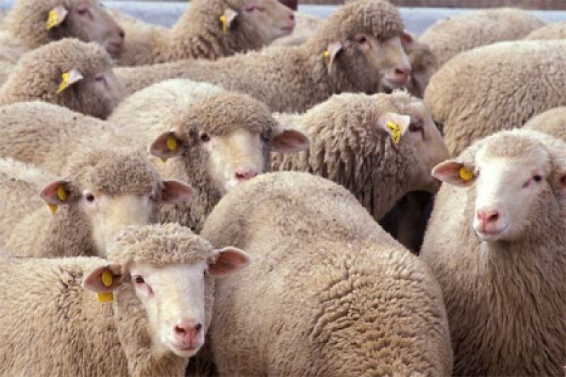 Фото 5. Овцы, на экспорт, Романовские, Меринос