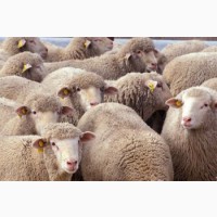 Овцы, на экспорт, Романовские, Меринос
