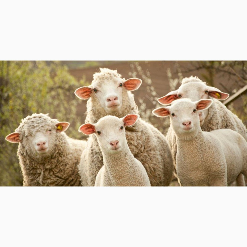 Фото 6. Овцы, на экспорт, Романовские, Меринос