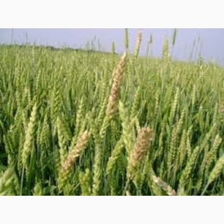 Озима пшениця Ассоль