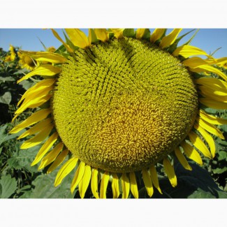 КАРДИНАЛ – насіння соняшнику