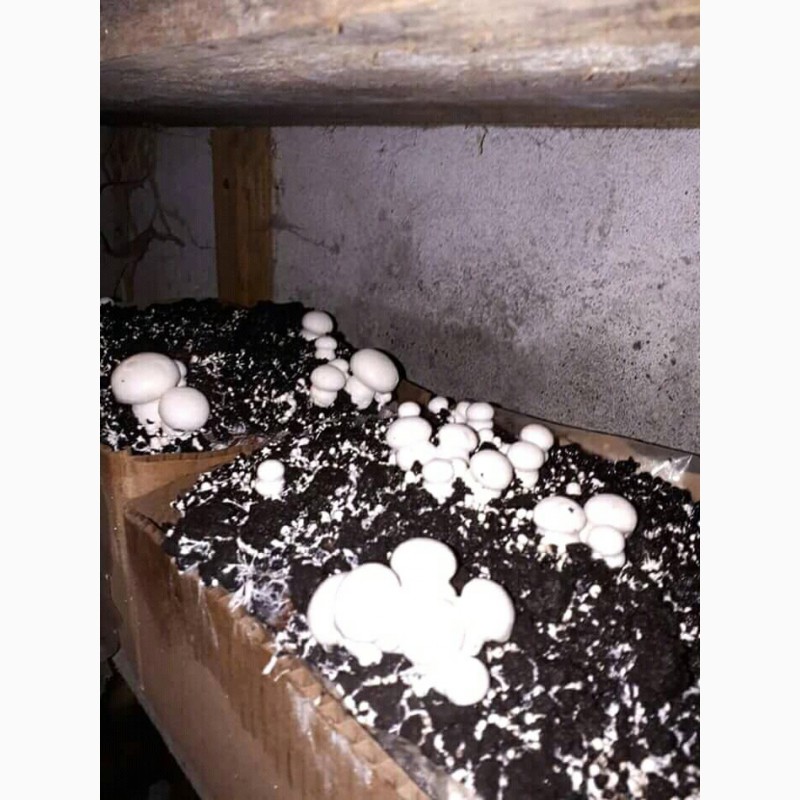 Фото 3. Набор для выращивания грибов шампиньонов