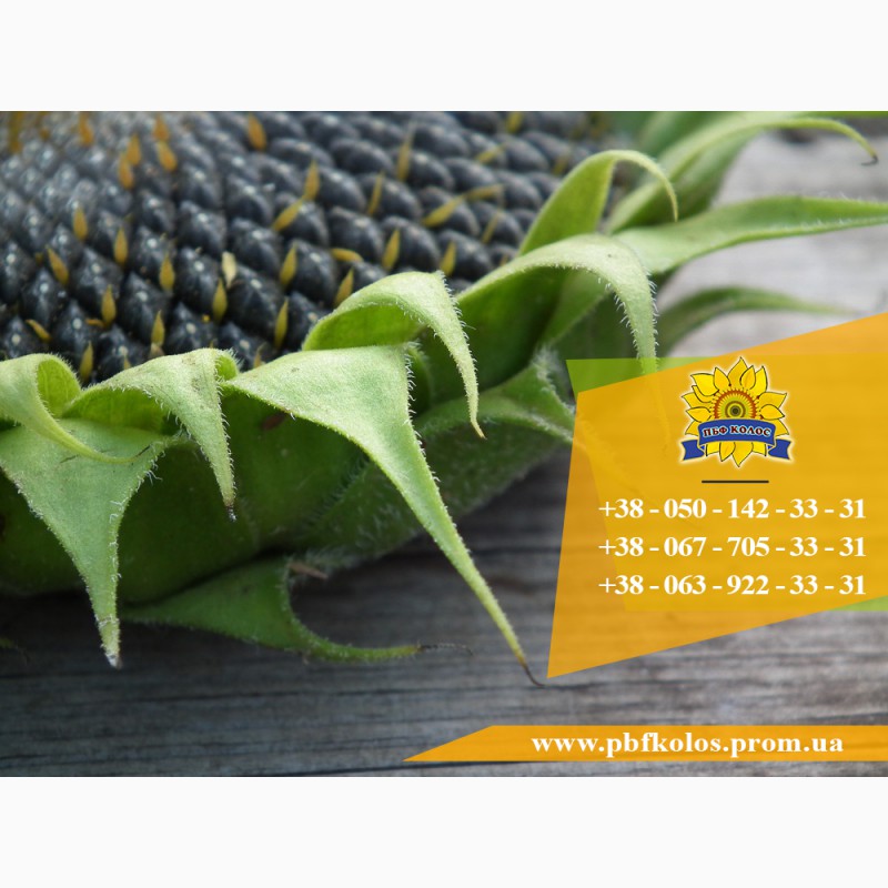 Фото 2. Семена подсолнечника / Рекольд - насіння соняшника