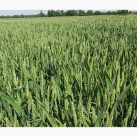 Пшеница озимая сорт Lennox, Немецкая селекция, 1 Реп