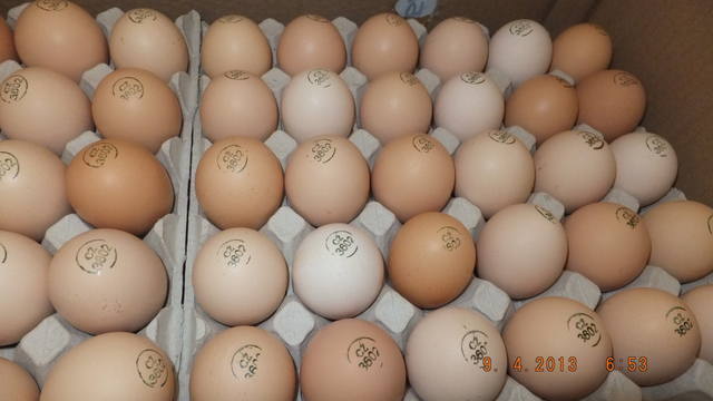 Яйцо инкубационное качественное пропечатанное - птица