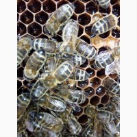 Продам бджолосім`ї 1500грн