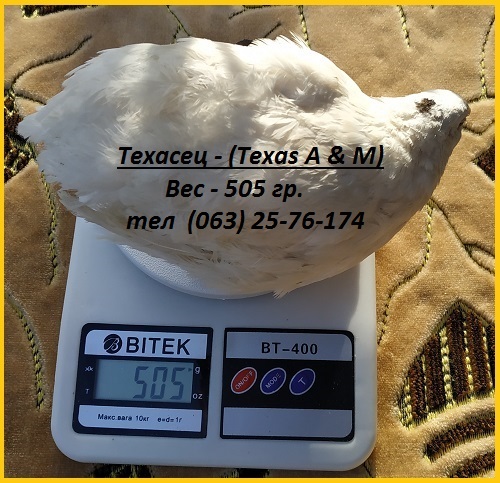 Фото 4. Яйца инкубационные перепела Белый Техасец - супер бройлер (США)