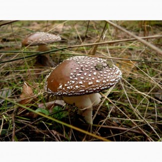 Мухомор ПАНТЕРНИЙ (Amanita Pantherina), сушені шляпки