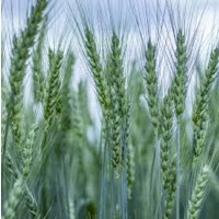 Семена озимой пшеницы НИВА ОДЕССКАЯ