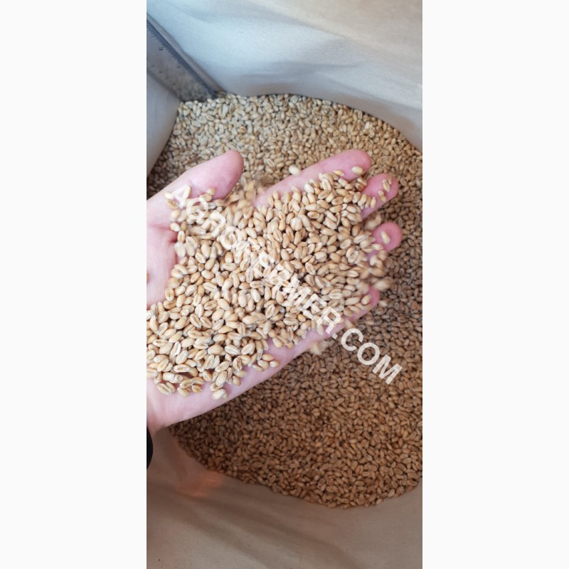 Фото 5. Семена пшеницы сорт FOX канадская трансгенная двуручка