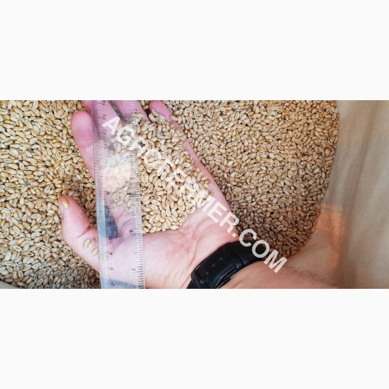 Фото 7. Семена пшеницы сорт FOX канадская трансгенная двуручка