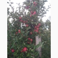 Яблука Чемпіон з саду урожай 2022