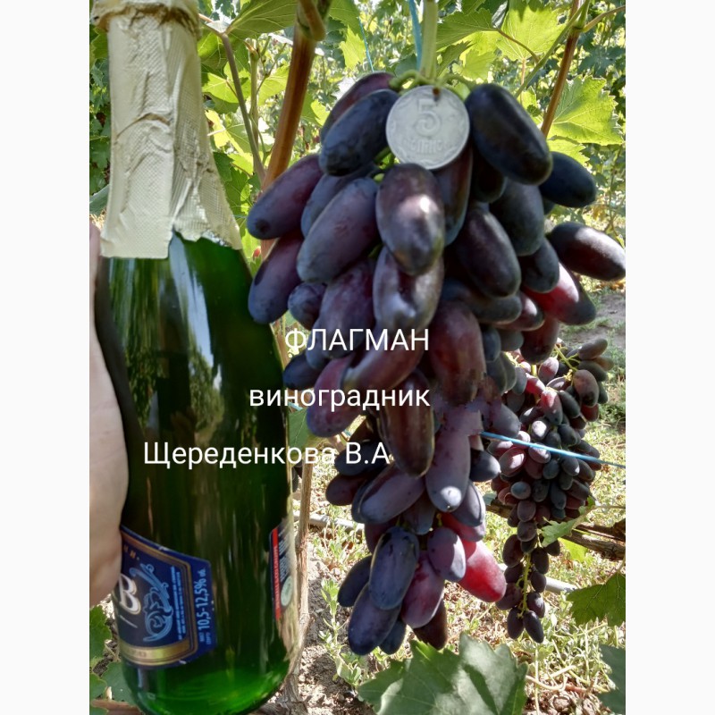 Эмир виноград описание сорта фото