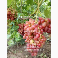 Саженцы новейших сортов винограда