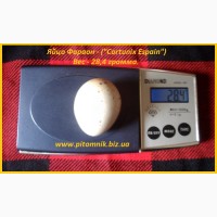 Інкубаційні яйця перепела - Техасець, Фенікс, Фараон (USA)