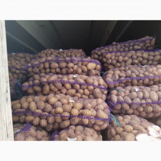 Продам товарный картофель, сорт Королева Анна Беларусь