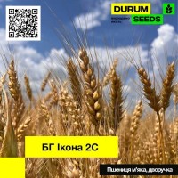 Насіння пшениці BG Ikona 2S / БГ Икона 2С (дворучка/остиста) - Biogranum D.O.O., (Сербія)