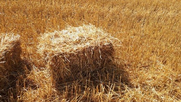 Доставка пшеничной Соломы в тюках по Запорожью