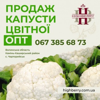 Продаж цвітної капусти з власних полів. Великий та дрібний опт