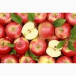 Есть покупатели яблок для переработки, для рынков и на экспорт от 10 тонн