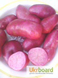Катопля. Малина картофель. Малиновая картошка. Фото картофеля малиновый. Картошка малина полотно.