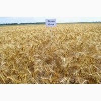 Озимая пшеница Лесная Песня семена элита, 1 репродукция, урожай 2019 года