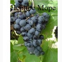 Винные привитые сорта винограда