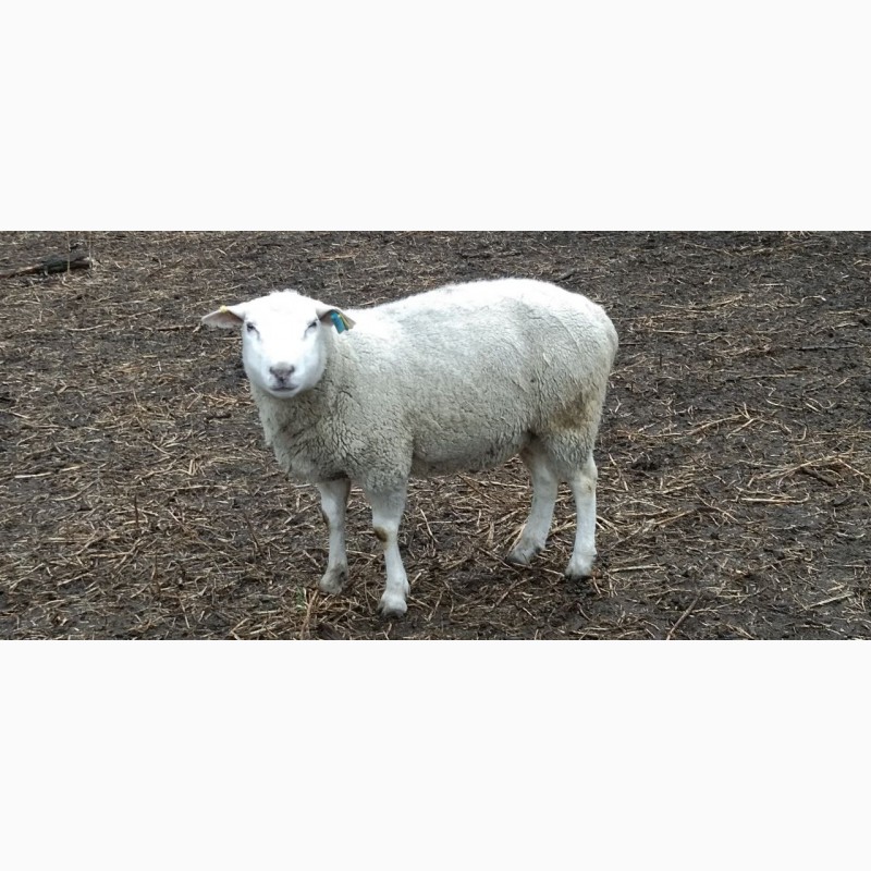 Фото 2. Продам баранів, овець, валухів на м#039; ясо