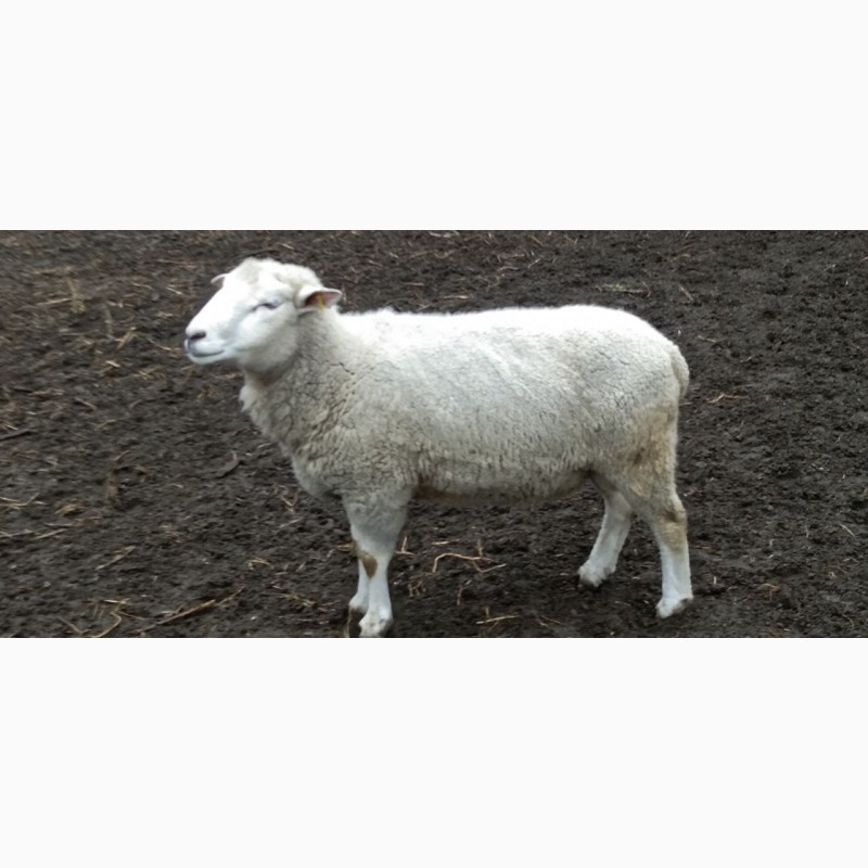 Фото 3. Продам баранів, овець, валухів на м#039; ясо