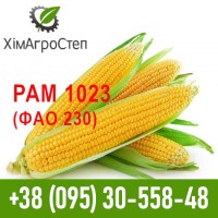 Насіння гібриду кукурудзи PAM 1023 (ФАО 230)