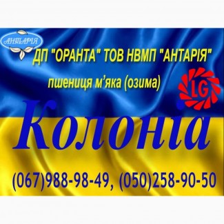 Насіння озимої пшениці Колоніа (СН, перша)